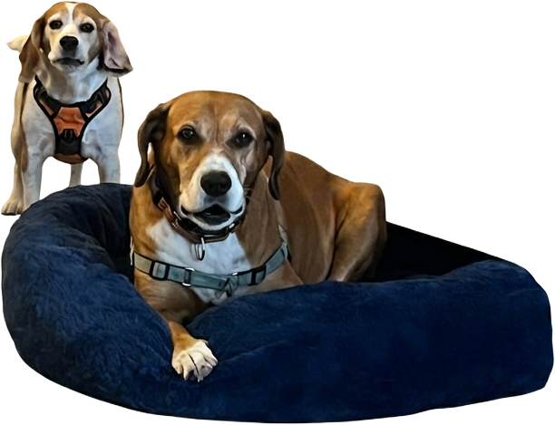 Two rescue beagles, one standing and one resting in a blue dog bed